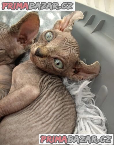Elfí koťata Sphynx - Prodáno – fotografie 3