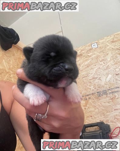 Výstavní výstava Standard Champion Bloodline Akita štěně – fotografie 4