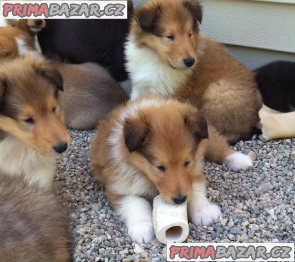 Krásná štěňátka Border Rough Collie – fotografie 1