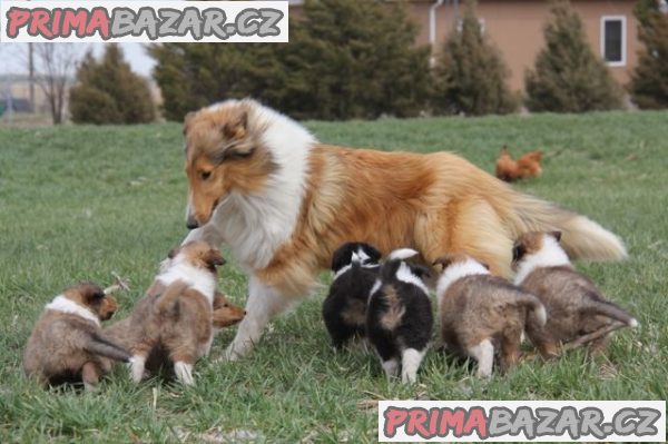 Krásná štěňátka Border Rough Collie – fotografie 2