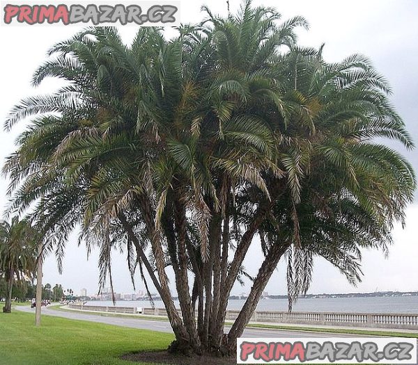 Sazenice palma Phoenix reclinata – Datlovník senegalský – fotografie 1