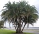 Sazenice palma Phoenix reclinata – Datlovník senegalský