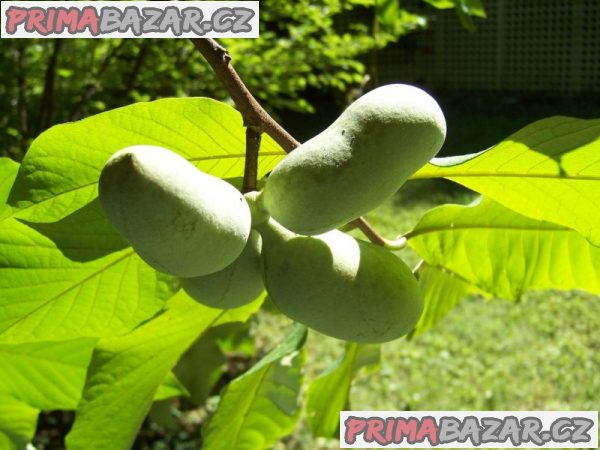 sazenice Asimina triloba – fotografie 1