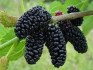 Morus Nigra