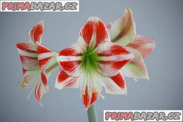 Sazenice Hvězdník Ambiance cibule 3-5 cm – fotografie 1
