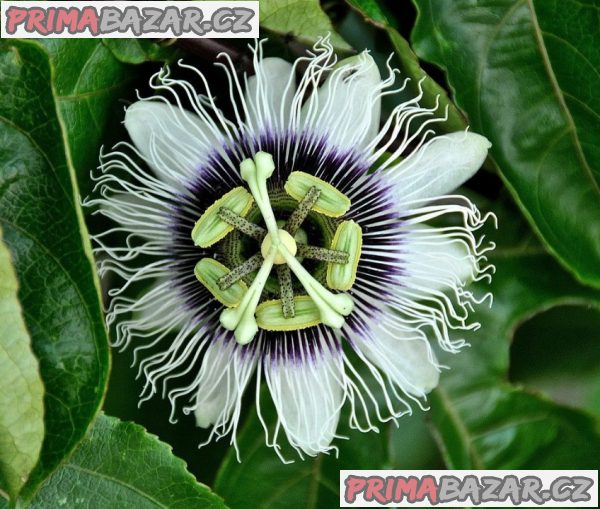 sazenice Passiflora edulis – fotografie 1