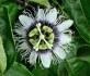 sazenice Passiflora edulis