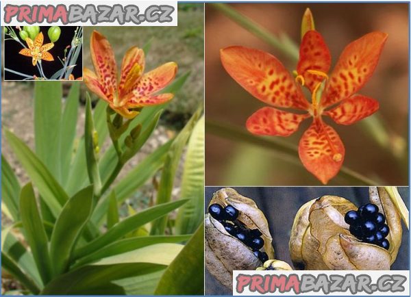 Anginovník čínský - Belamcanda Chinensis - semena – fotografie 1