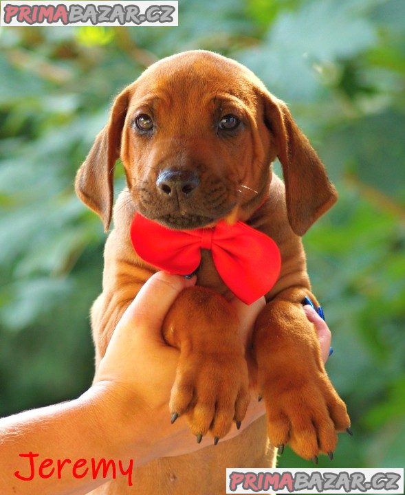 Rhodéský ridgeback s PP – fotografie 4