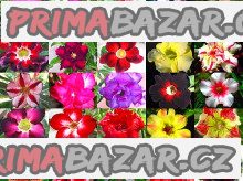 Sazenice Adenium obesum - mix semen vel. cca 15-20 cm - obvod kaudexu minimálně 8 cm. – fotografie 1