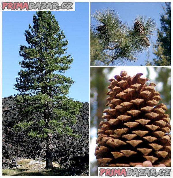 Sazenice borovice Jeffreyova - Pinus jeffreyi velikost cca 20-25 cm – fotografie 1