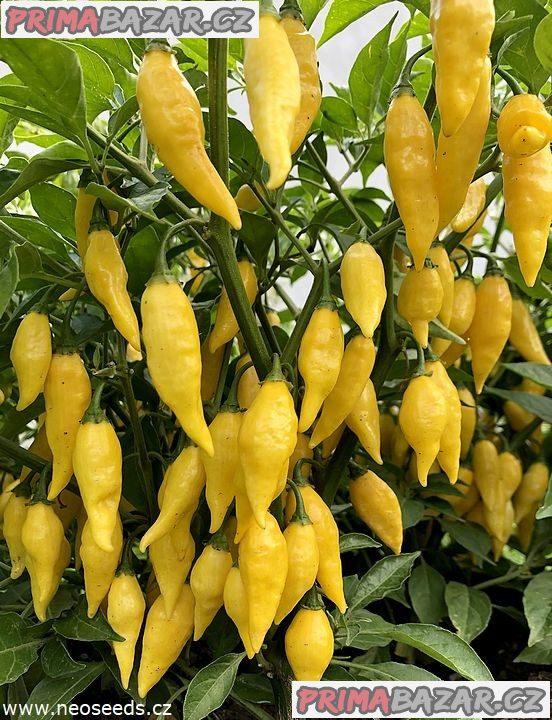 Chilli Aji Mochero Balení obsahuje 10 semen – fotografie 1