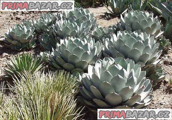 Sazenice Agave Parryi var. Parryi velikost růžice 6-8cm – fotografie 1