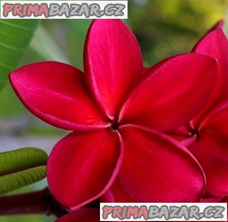 Plumeria Frangipani Redfire Balení obsahuje 3 semena – fotografie 1