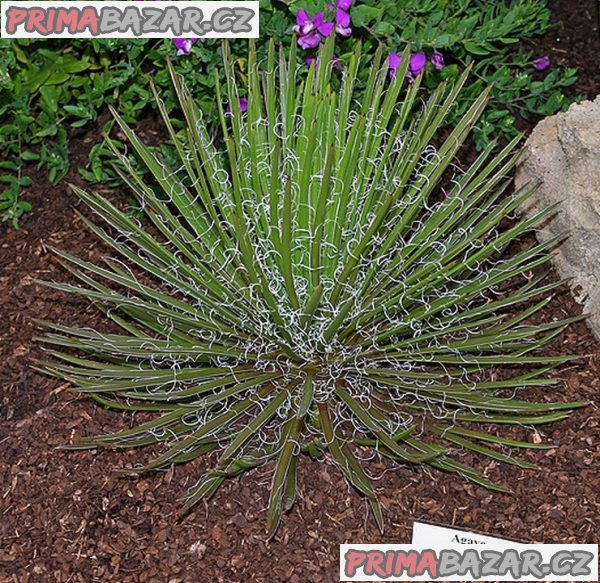 Agave geminiflora - Agáve dvoukvětá Balení obsahuje 5 semen – fotografie 1