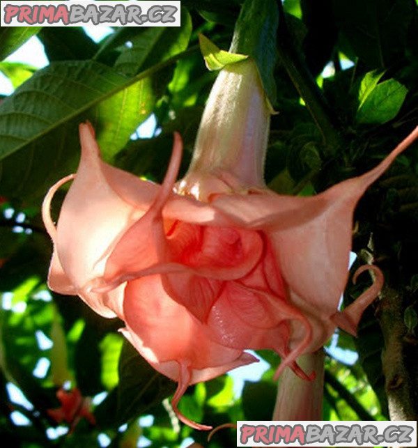 řízek Brugmansia Salmon perfektion - Andělská trumpeta – fotografie 1