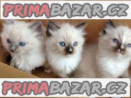ragdoll koťata k adopci – fotografie 1