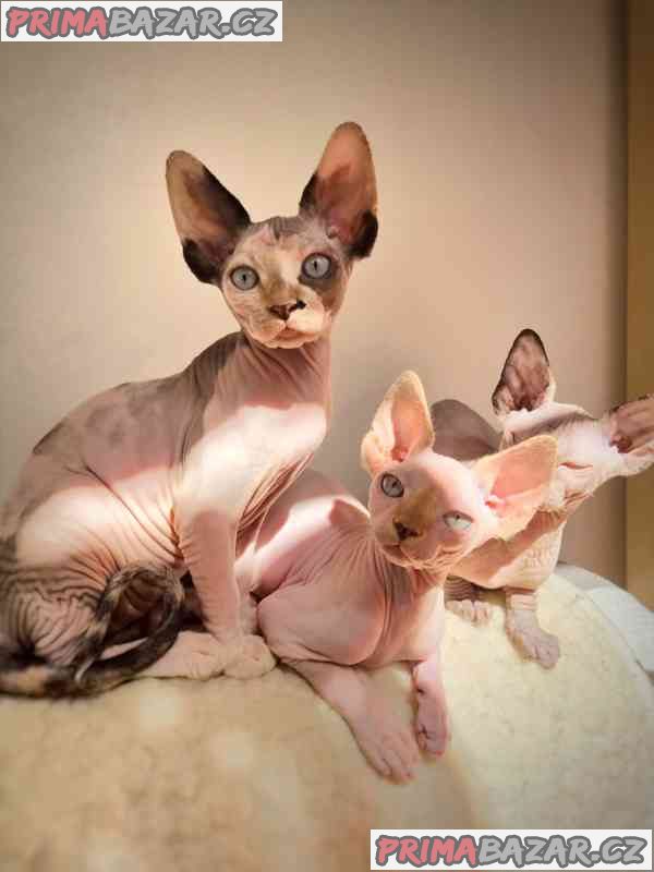 krásná koťátka sphynx k adopci – fotografie 1