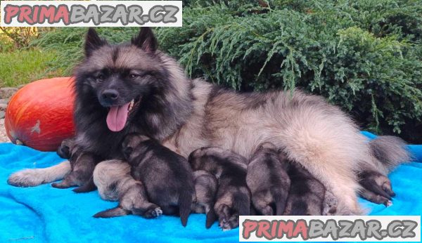 Německý špic vlčí / keeshond prodám štěnata s PP – fotografie 5