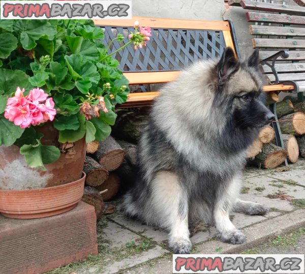Německý špic vlčí / keeshond prodám štěnata s PP – fotografie 9