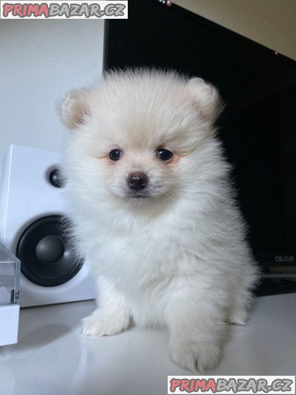 STUNNING POMERANIAN PUPPIES – fotografie 2
