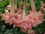 Sazenice Brugmansia Daydreams - Andělská trumpeta