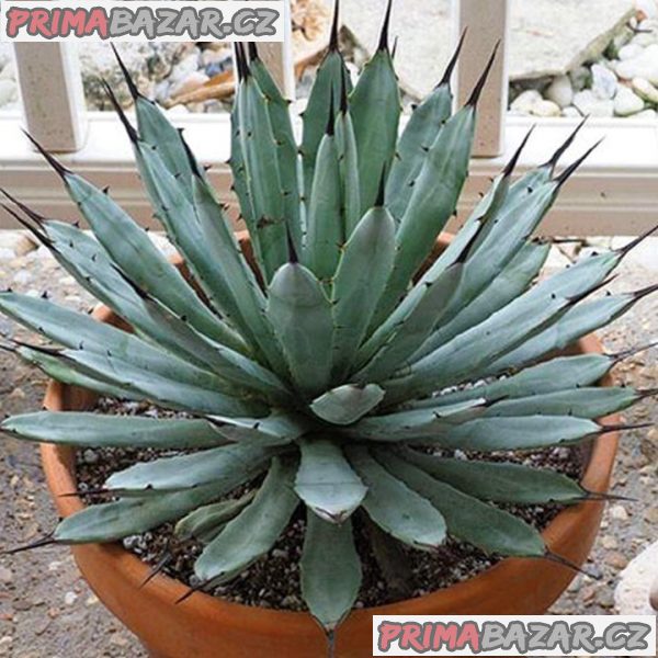 Sazenice Agave macroacantha velikost růžice 3-5cm – fotografie 1