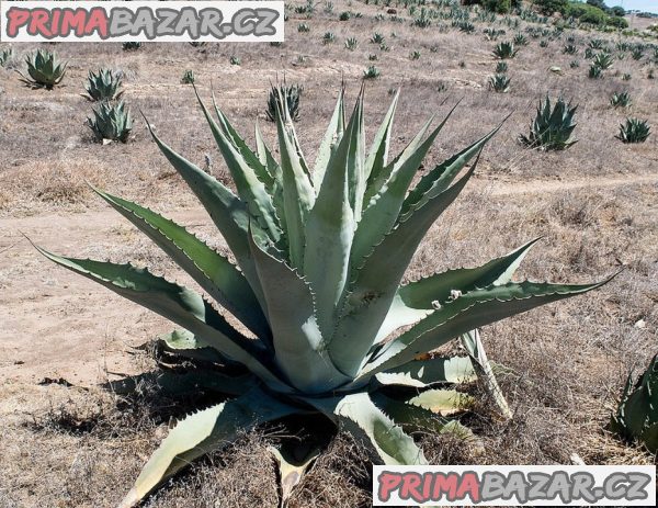 Sazenice Agave durangensis velikost růžice 3 -5cm – fotografie 1