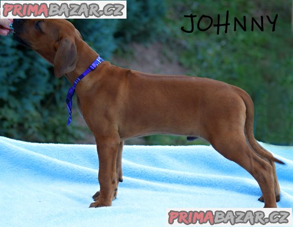 Rhodéský ridgeback s PP – fotografie 2