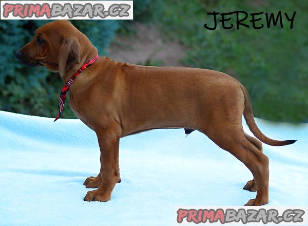 Rhodéský ridgeback s PP – fotografie 4