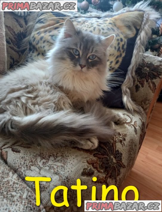 Koťátka ragdoll – fotografie 3