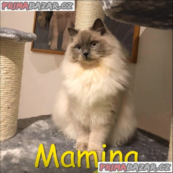 Koťátka ragdoll – fotografie 5