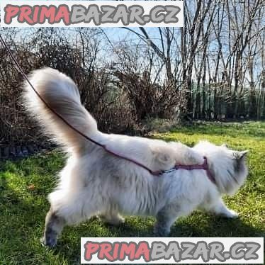 Koťátka ragdoll – fotografie 6
