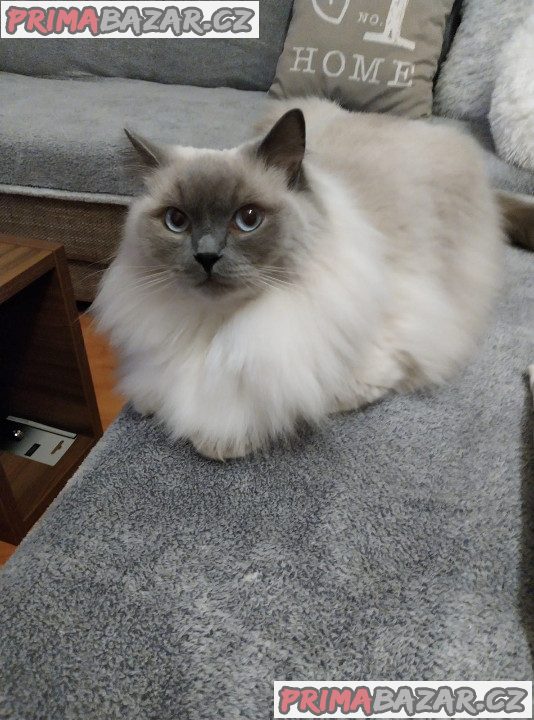 Koťátka ragdoll – fotografie 7