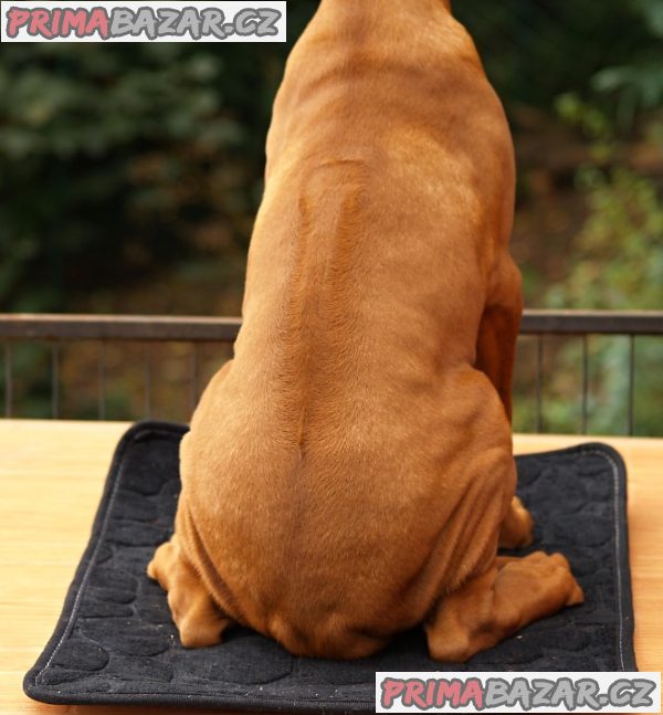 Rhodéský ridgeback s PP – fotografie 2