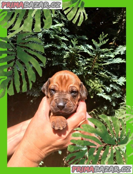 Rhodéský ridgeback s PP – fotografie 2