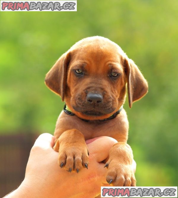 Rhodéský ridgeback s PP – fotografie 4