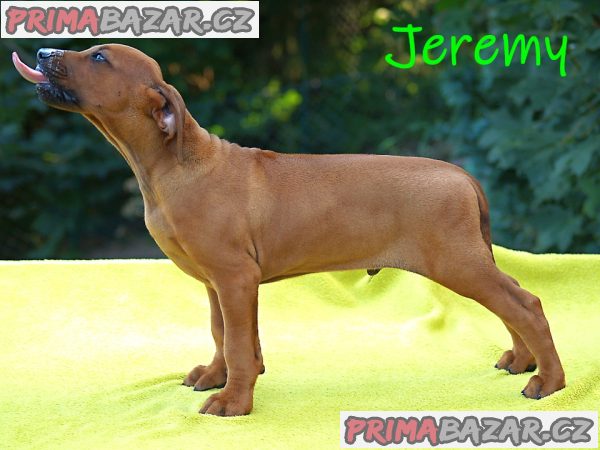 Rhodéský ridgeback s PP – fotografie 6