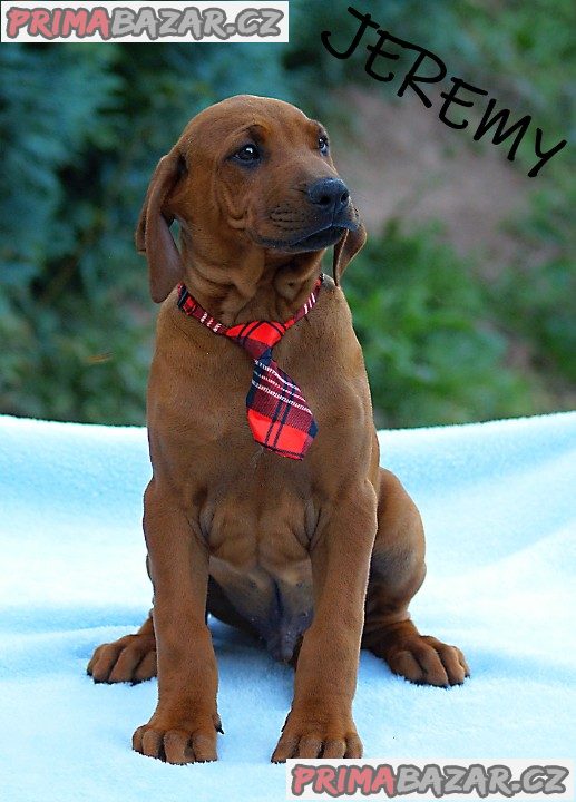 Rhodéský ridgeback s PP – fotografie 8