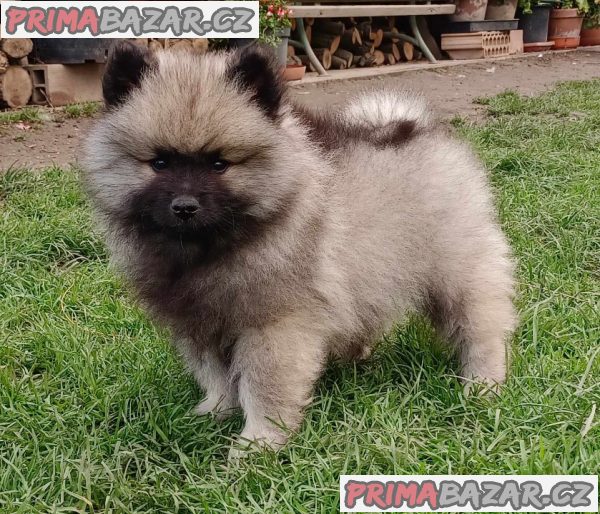 Německý špic vlčí / keeshond prodám štěnata s PP – fotografie 10