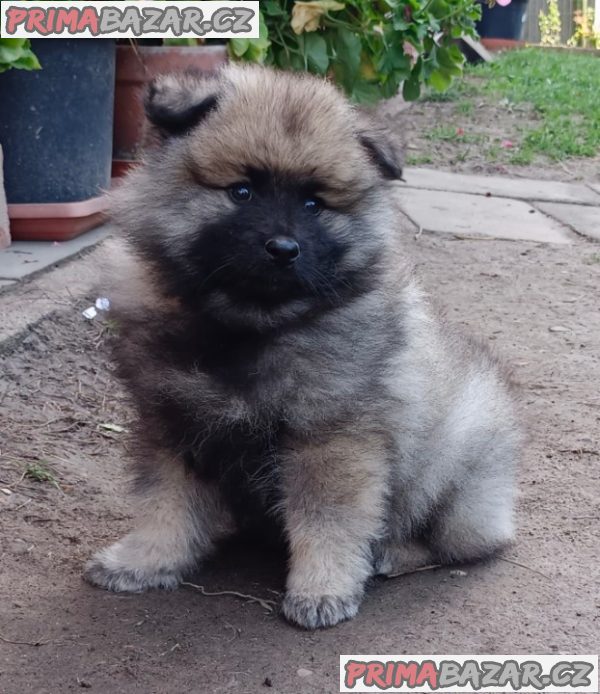 Německý špic vlčí / keeshond prodám štěnata s PP – fotografie 4
