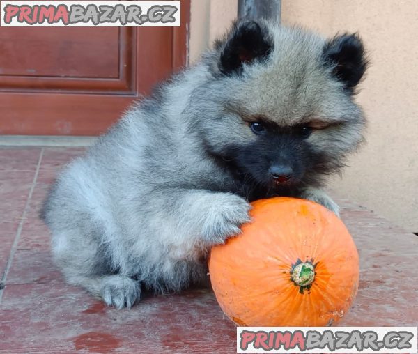 Německý špic vlčí / keeshond prodám štěnata s PP – fotografie 5
