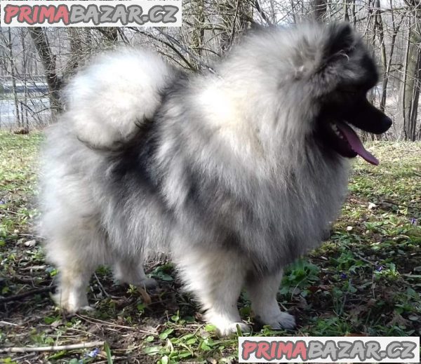 Německý špic vlčí / keeshond prodám štěnata s PP – fotografie 9