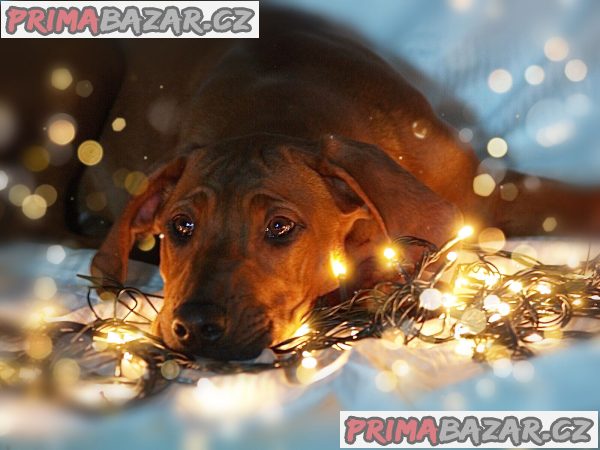 Rhodéský ridgeback s PP – fotografie 2