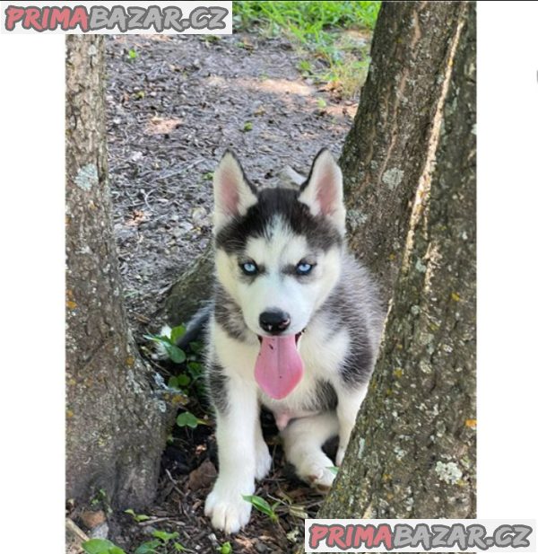 Sibiřský husky – fotografie 3