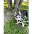 Sibiřský husky