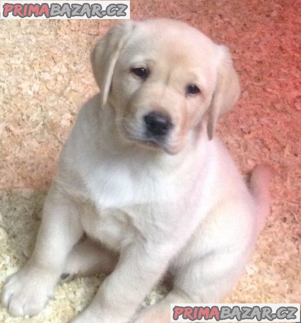 Máme dvě štěňata labradorského retrívra na návrat do domova. – fotografie 2