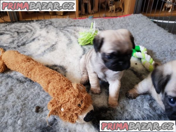 Mops Štěňata na prodej – fotografie 3