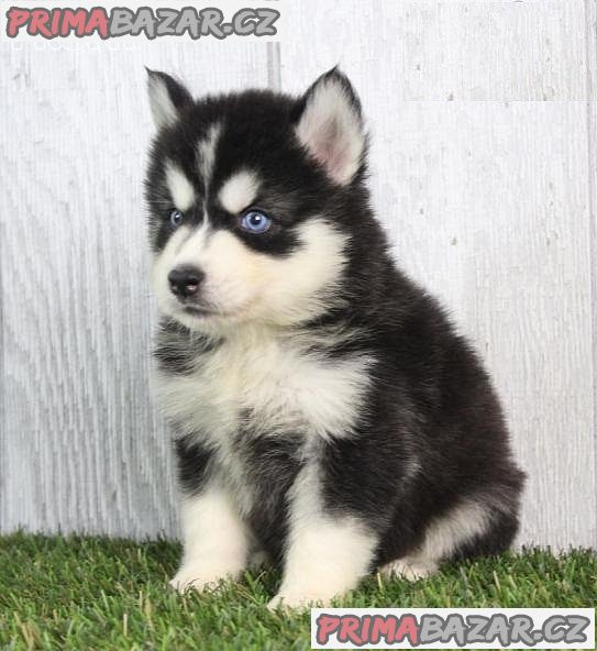 Prodám roztomilá štěňata sibiřského huskyho pejska a fenky – fotografie 2