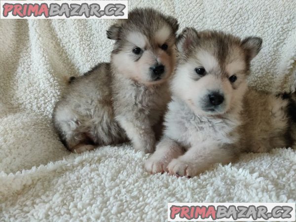 Štěňata aljašského malamuta – fotografie 1